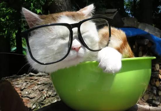 必须知道的赏猫胜地猫大人们在等你 必须知道的赏猫胜地猫大人们在等你