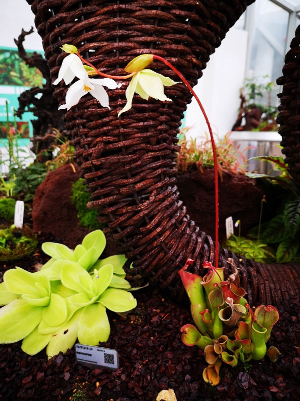 150余种食虫植物迎来 世外桃源 辰山植物园食虫植物馆开放 Ponymong